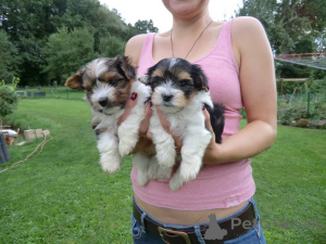 Photo №1. beaver yorkshire terrier - for sale in the city of Jever | negotiated | Announcement № 161024