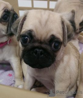 Photo №3. Vaccinated Pug puppies with Pedigree available now. Germany
