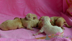 Photo №3. MALTIPU Doctor of Science 04/21/2026. Caramel color.. Ukraine