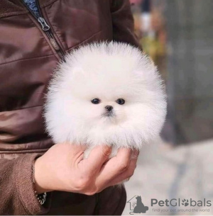 Photo №4. I will sell pomeranian in the city of Калифорния Сити.  - price - 350$