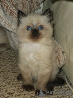 Photo №4. I will sell ragdoll in the city of California. private announcement - price - 250$