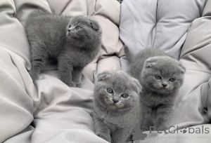 Photo №2 to announcement № 155576 for the sale of scottish fold - buy in Belgium 