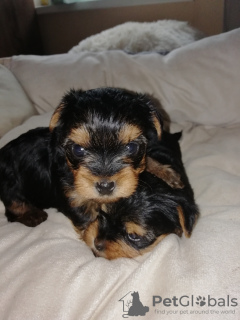 Additional photos: Yorkshire Terrier babies are available for reservation.