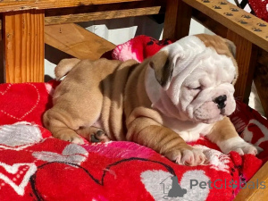 Photo №1. english bulldog - for sale in the city of Berlin | 1412$ | Announcement № 139064