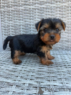 Photo №1. yorkshire terrier - for sale in the city of Bamberg | negotiated | Announcement № 175316