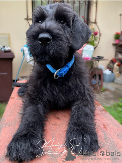 Additional photos: Giant Schnauzer puppies (3 months)