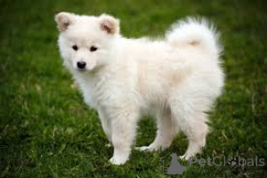 Photo №2 to announcement № 159509 for the sale of finnish lapphund - buy in Germany private announcement, breeder