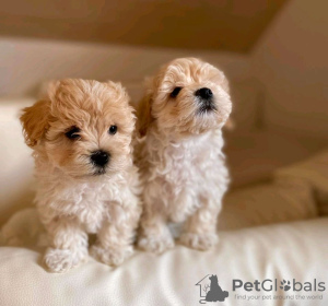 Photo №1. non-pedigree dogs - for sale in the city of Mainz | 312$ | Announcement № 24275