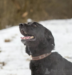 Photo №3. Vesta is looking for loving parents.. Russian Federation