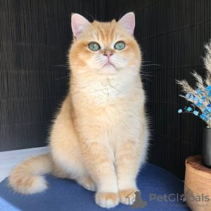 Photo №4. I will sell british shorthair in the city of Kiev. from nursery - price - 800$