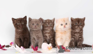 Photo №1. british shorthair - for sale in the city of London | 518$ | Announcement № 140118