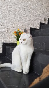 Photo №2 to announcement № 5941 for the sale of scottish fold - buy in Russian Federation from nursery