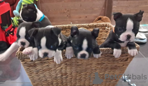 Photo №1. boston terrier - for sale in the city of Belkino | Is free | Announcement № 62813
