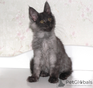 Photo №2 to announcement № 25854 for the sale of maine coon - buy in Russian Federation from nursery