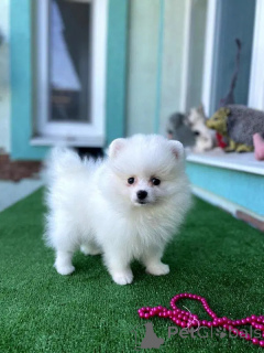 Photo №1. pomeranian - for sale in the city of Braga | negotiated | Announcement № 164444