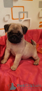 Photo №4. I will sell pug in the city of Москва. private announcement, breeder - price - 95$
