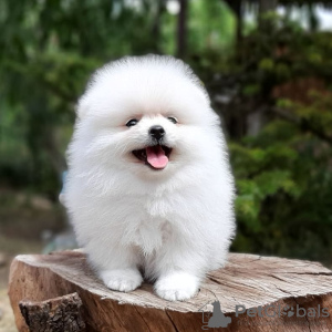 Photo №4. I will sell pomeranian in the city of Berlin. private announcement - price - 380$