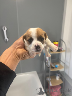Photo №4. I will sell jack russell terrier in the city of Heusenstamm. private announcement - price - 392$