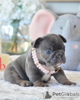 Photo №1. french bulldog - for sale in the city of Helsinki | 370$ | Announcement № 117309