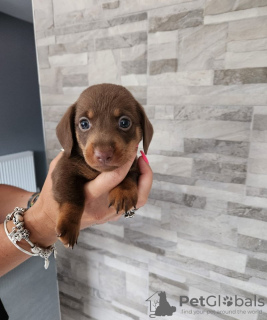 Photo №1. dachshund - for sale in the city of Buffalo | 350$ | Announcement № 78097