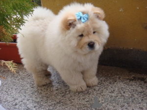 Photo №1. non-pedigree dogs - for sale in the city of Ardiya | negotiated | Announcement № 10294