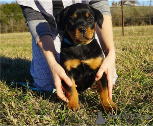 Additional photos: AKC Registered Golden Retriever puppies