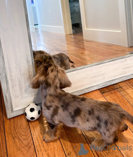 Photo №2 to announcement № 164021 for the sale of dachshund - buy in Finland private announcement, from the shelter