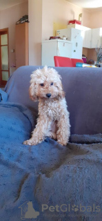 Additional photos: Toy Poodle