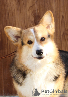 Photo №1. welsh corgi - for sale in the city of Balakovo | negotiated | Announcement № 59923