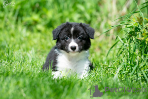 Photo №3. Border collie puppies. Russian Federation