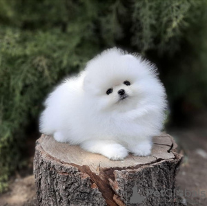 Photo №2 to announcement № 120417 for the sale of pomeranian - buy in Germany private announcement