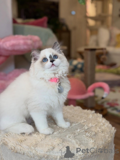 Photo №1. ragdoll - for sale in the city of Bad Zurzach | negotiated | Announcement № 157465