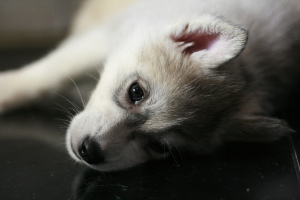 Photo №3. Saint Petersburg. Siberian Husky puppies are offered for sale. Russian Federation