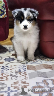 Photo №3. Australian Shepherd. Serbia