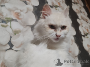 Photo №2 to announcement № 156571 for the sale of  - buy in Belarus private announcement