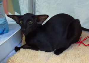 Photo №1. oriental shorthair - for sale in the city of Yekaterinburg | 1149$ | Announcement № 3278