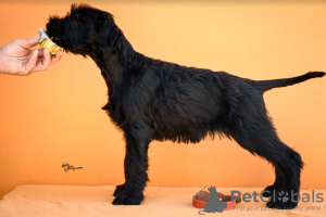 Additional photos: Giant Schnauzer Puppies