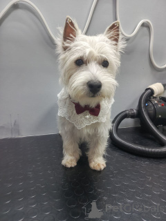 Photo №3. Adorable Small White Terrier (Male) 11 Weeks Old (DOB 22/07/2025) Vet-Checked &. United Kingdom