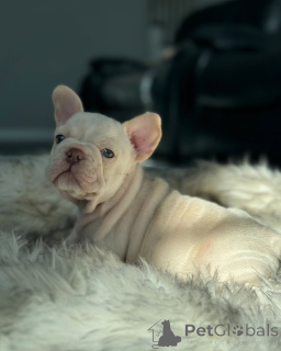 Photo №1. french bulldog - for sale in the city of Munich | 753$ | Announcement № 150635