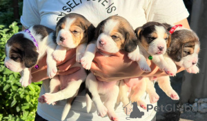 Photo №1. beagle - for sale in the city of Tiraspol | negotiated | Announcement № 124815