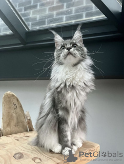 Photo №3. Maine coon grown. United States