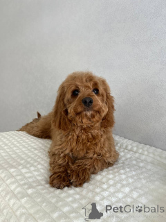 Photo №1. non-pedigree dogs - for sale in the city of Amsterdam | negotiated | Announcement № 166825