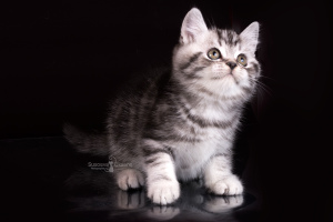 Photo №2 to announcement № 821 for the sale of british shorthair - buy in Belarus from nursery