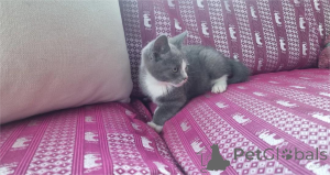 Photo №1. munchkin - for sale in the city of DESUU-ROXLAU | 361$ | Announcement № 154214