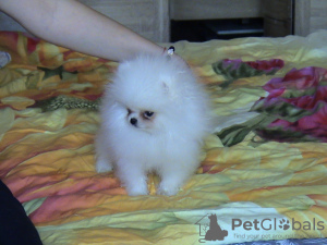 Photo №2 to announcement № 11827 for the sale of pomeranian - buy in Russian Federation breeder