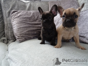 Photo №1. french bulldog - for sale in the city of Erding | 423$ | Announcement № 118118