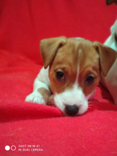 Photo №4. I will sell jack russell terrier in the city of Moscow. from nursery - price - Negotiated
