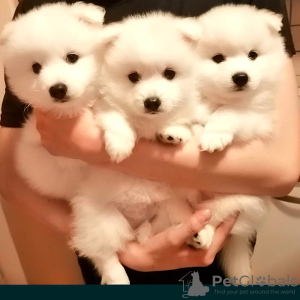 Photo №1. japanese spitz - for sale in the city of Warsaw | negotiated | Announcement № 20220