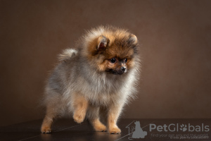 Photo №4. I will sell german spitz in the city of Tula.  - price - 1095$
