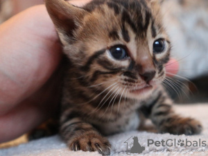 Photo №1. bengal cat - for sale in the city of Berlin | 423$ | Announcement № 84006